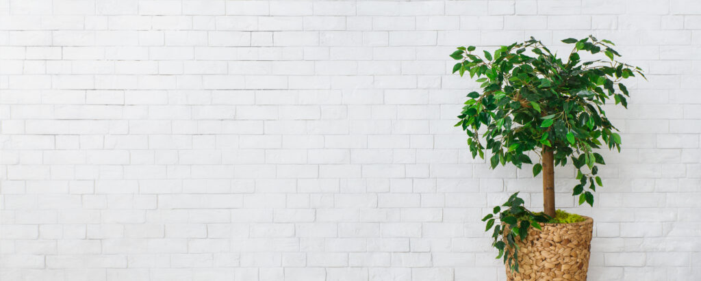 Houseplant green ficus tree over white brick wall, empty space