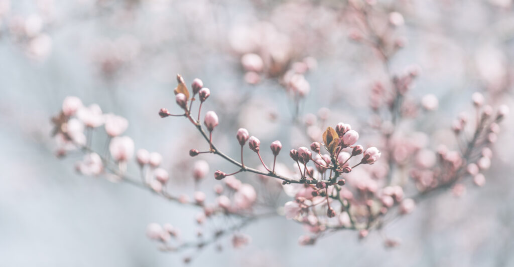 Closeup of spring pastel blooming flower in orchard. Macro cherry blossom tree branch. Beautiful idyllic japanese garden. Easter wallpaper background design.